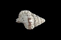 藏品(斑馬翼法螺)的圖片